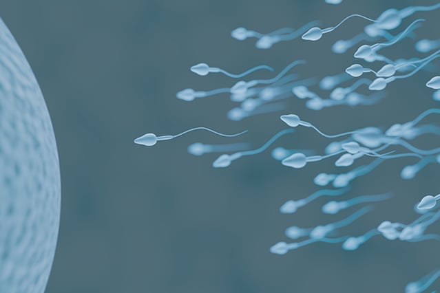 Sperm_and_oocyte.png
