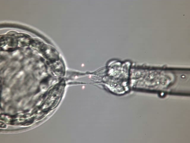 Embryo biopsy_OCTAX Laser ShotTM & NaviLaseTM laser systems