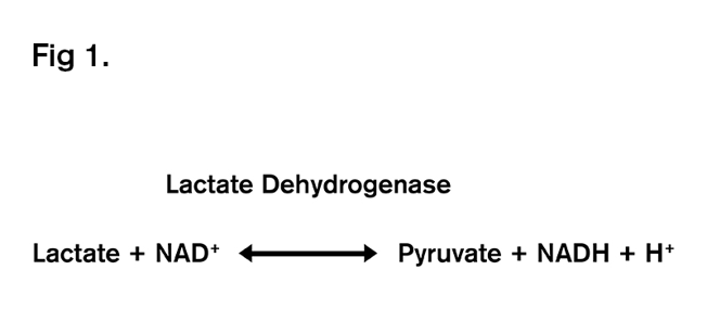 Relationship between pyruvate and lactate 800x378